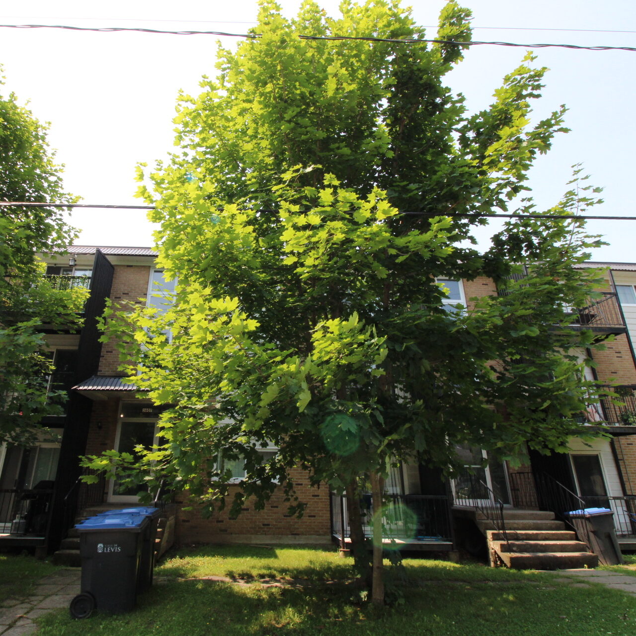 3607 Rue de la Fabrique #1 3607 Rue de la Fabrique #1